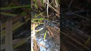 Spil hasil sementara bubu bambu versi kawat