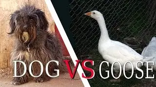 Crazy fight - dog vs goose