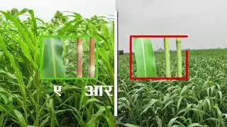 chara technologies