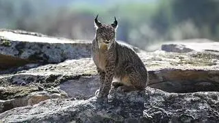 Iberian Lynx in the wild !