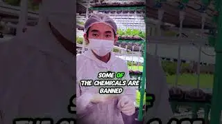 Muscat Grapes: What the Reports in Thailand Say