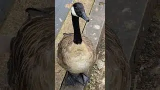 Majestic moments by the water 🌊🦆 &mdash; these Canadian geese sure know how to strike a pose! 🇨🇦✨
