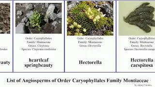 List of Angiosperms of Order Caryophyllales Family Montiaceae springbeauty lewisia calandrinia pan