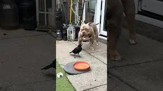 😂🐾 When the Crow Said 'Not Today!'  #FunnyAnimalMoments #CrowVsDog  #AnimalAntics