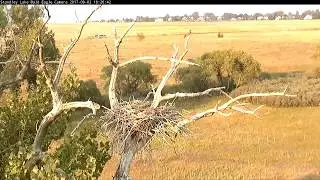 Standley Lake Regional Park Eagle CO  9 2 17 720pm what kind of birds at the nest