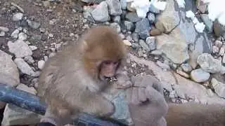 Cute Wild Japanese Snow Monkey Plays With Toy
