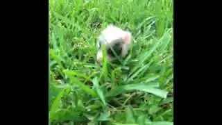 Baby pig runs through Grass Vine