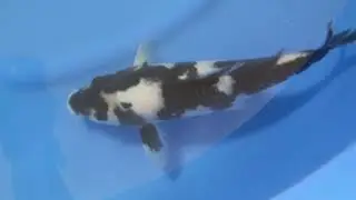 6. Shiro Utsuri 29 cm Bloodline Persona Omosako Koi Farm Certificate