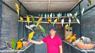 Jibran Big Parrot Breeding Farm | Sun Conure, Yellow Ringneck, Raw Parrot, Yellow Alexander