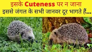 Facts About Hedgehogs in Hindi | Cute But Vicious Hedgehog Attacks | Cute Hedgehog Video