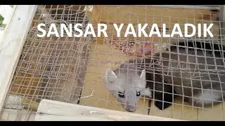 Sansar Yakaladık