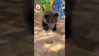🐻 Baby Bears: The Cutest Survivors of the Wild!
