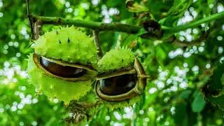 Conkers - Primary Harvest