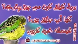Difference between Matki and Boxbreeding k liyah boxes bahter hain yah matkian. Video No 197