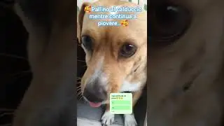 Basta pioggia!!!😜#dogs #cute #risateassicurate