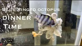 blue ringed Octopus Feeding Fish & Dried Shrimp