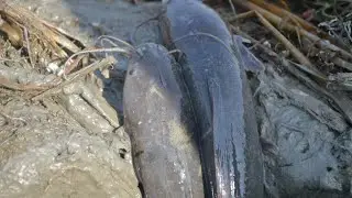 Amazing Boy Catching Fish by Hand ! Best Hand Fishing video 2020
