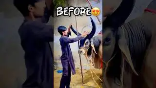 BEFORE & AFTER 😭😭 || #youtubeshorts #cow #cattleworld #bull #bullfarm #sadvideostatus