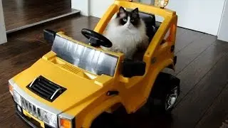Timo the Cat tries out his new car