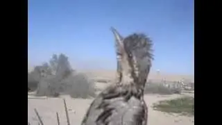 Dancing Bird