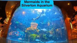 Haley mermaid and Mermaid Shannon in the Silverton Casino aquarium in Las Vegas full swim