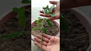 best technique for growing tomato 🍅 leaves #shortsvideo #tomatogrowing
