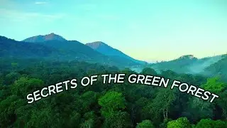 Verdant Symphony: Secrets of the Green Forest