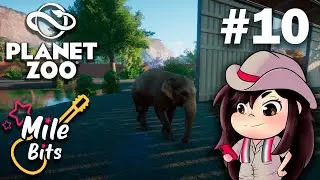 PLANET ZOO - ELEFANTE INDIANO #10 | PC (2022) PT-BR