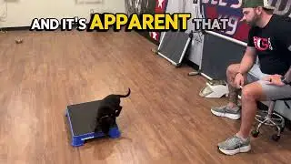 Puppy Training- Free Shaping Place Board- Part 3