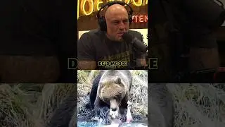 🐻Joe Rogan's Favorite Bear Meat🍖