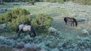 How to locate wild horses at the Bighorn Canyon National Recreation Area
