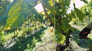 Winnica Żelazny - Film Promocyjny - Marketing dla firm