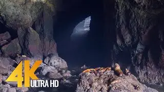 Oregon Sea Lion Caves - 4K Wildlife Video with Nature Sounds