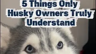 5 things only husky owners truly understand 