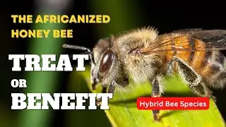 African Animals | The History and Impact of a Hybrid Bee Species: A Threat or a Benefit? Killer Bees