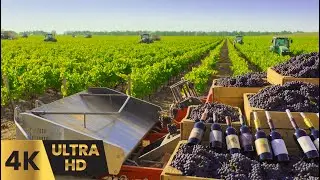 How Wine Is Made &ndash; Massive Millions of Grapes Processed in Wineries