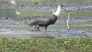 #628 | Woolly-necked Stork & Snake | Thommana Kole Wetlands