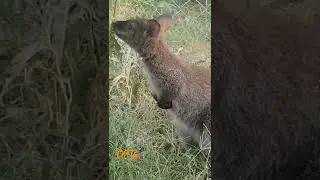 Baby Camena Roo having a Snack