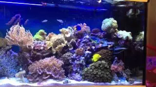 New tunze 6065 wave maker