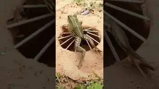 Frog Trap #Frogs #FrogLife #FunnyFrogs #FrogJumping #FrogEating #FrogSounds #CatchingFrogs