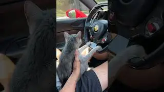 I Let My Cat Drive a Ferrari&hellip;🐈😳