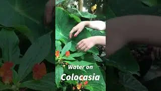 Вода в Колокасии #шорты