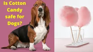Can dogs Eat Cotton Candy? Side Effects