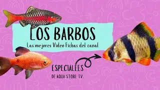 &iexcl;Todo sobre el Pez BARBO! Cuidados, Curiosidades y Secretos que No Sab&iacute;as 🐠🔥 #peces #barbos #aquatic