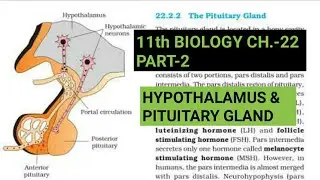 Class 11 Biology|Ch.-22 |Part-2||Hypothalamus & Pituitary gland||Study with Farru