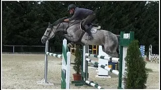 JUMPER FOR SALE: Canmarin, 2010, Cancara x Julio Mariner, training 06 17