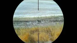 Tactacam FTS - Coyote Hunting - Saving Fawns