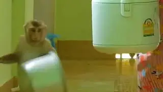 Adorable Monkey helping Mom carry Rice Cooker
