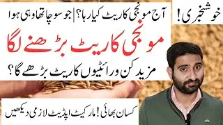 Today Paddy Price in Pakistan | Monji Rate Barhna Shuru | Which Variety Will Increase More?| Muzafar