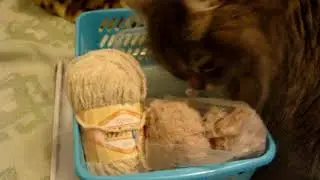 MOV09498